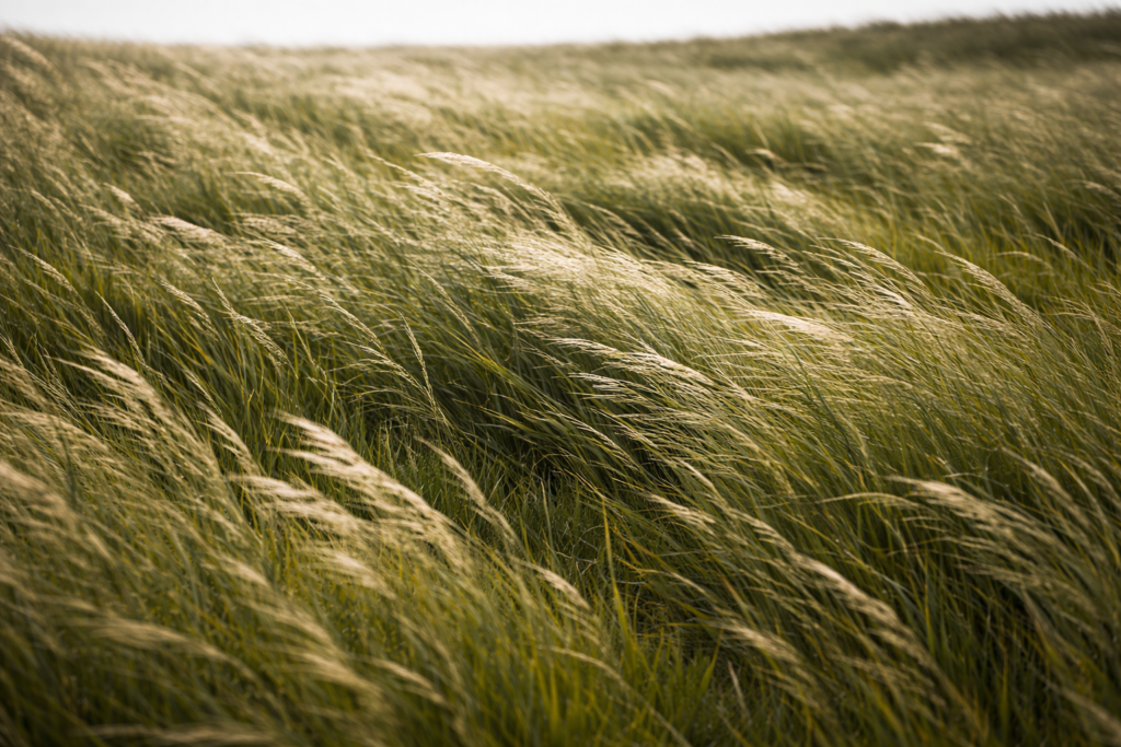 Champ étendu de hautes herbes inclinées par le vent, certaines fortement penchées, d’autres presque droites.