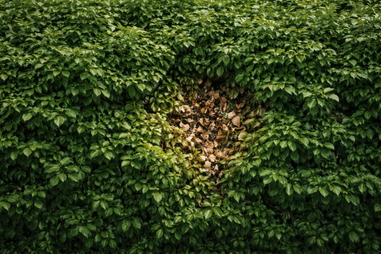 Zone de végétation affaiblie au cœur d’un ensemble dense et homogène, sans dégradation visible autour.