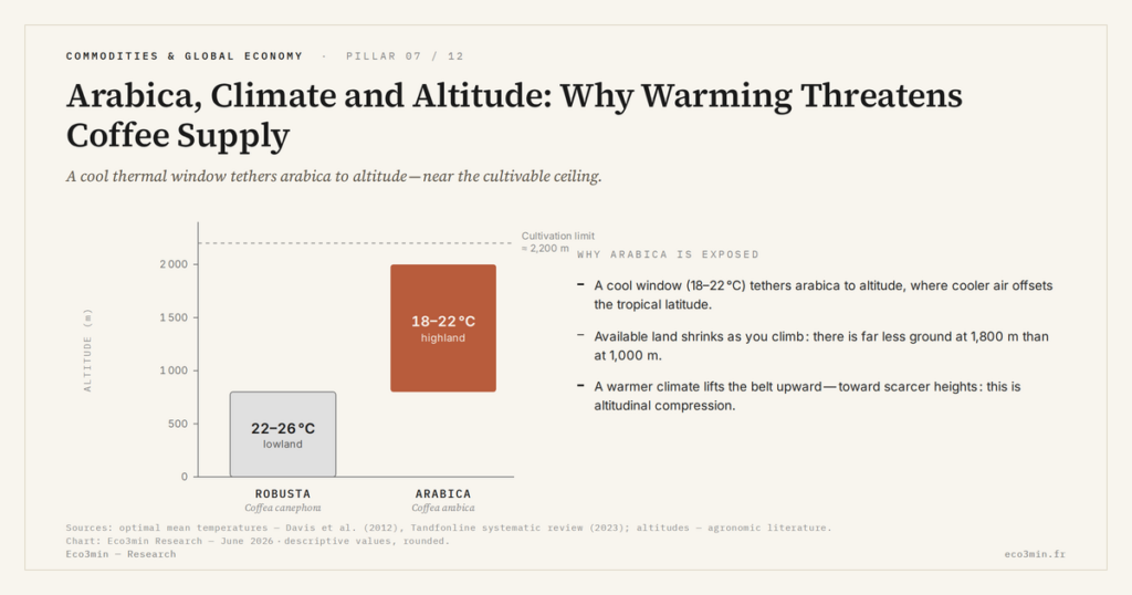 Eco3min — Arabica, Climate and Altitude: Why Warming Threatens Coffee Supply